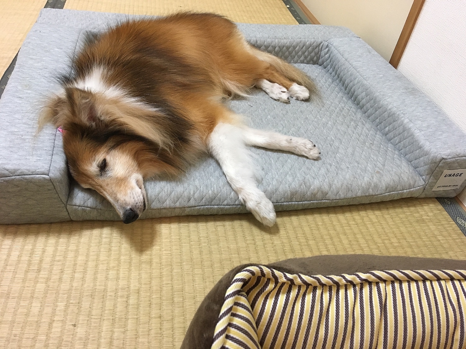 楽天市場 犬 猫 ベッド Unage 体圧分散シニアローベッド カドラータイプ キルト Lサイズ クッション マット 介護用 床ずれ 老犬 老猫 寝たきり シニア 小型犬 中型犬 大型犬 ペットベット マット Icat I Dog 楽天 アイドッグ 犬の服のidog 2ページ目 楽天市場 犬 猫 ベッド Unage 体圧分散シニアローベッド カドラータイプ キルト Lサイズ クッション マット 介護用 床ずれ 老犬 老猫 寝たきり シニア 小型犬 中型犬 大型犬 ペットベット マット Icat I Dog 楽天 アイドッグ 犬の服のidog 2ページ目