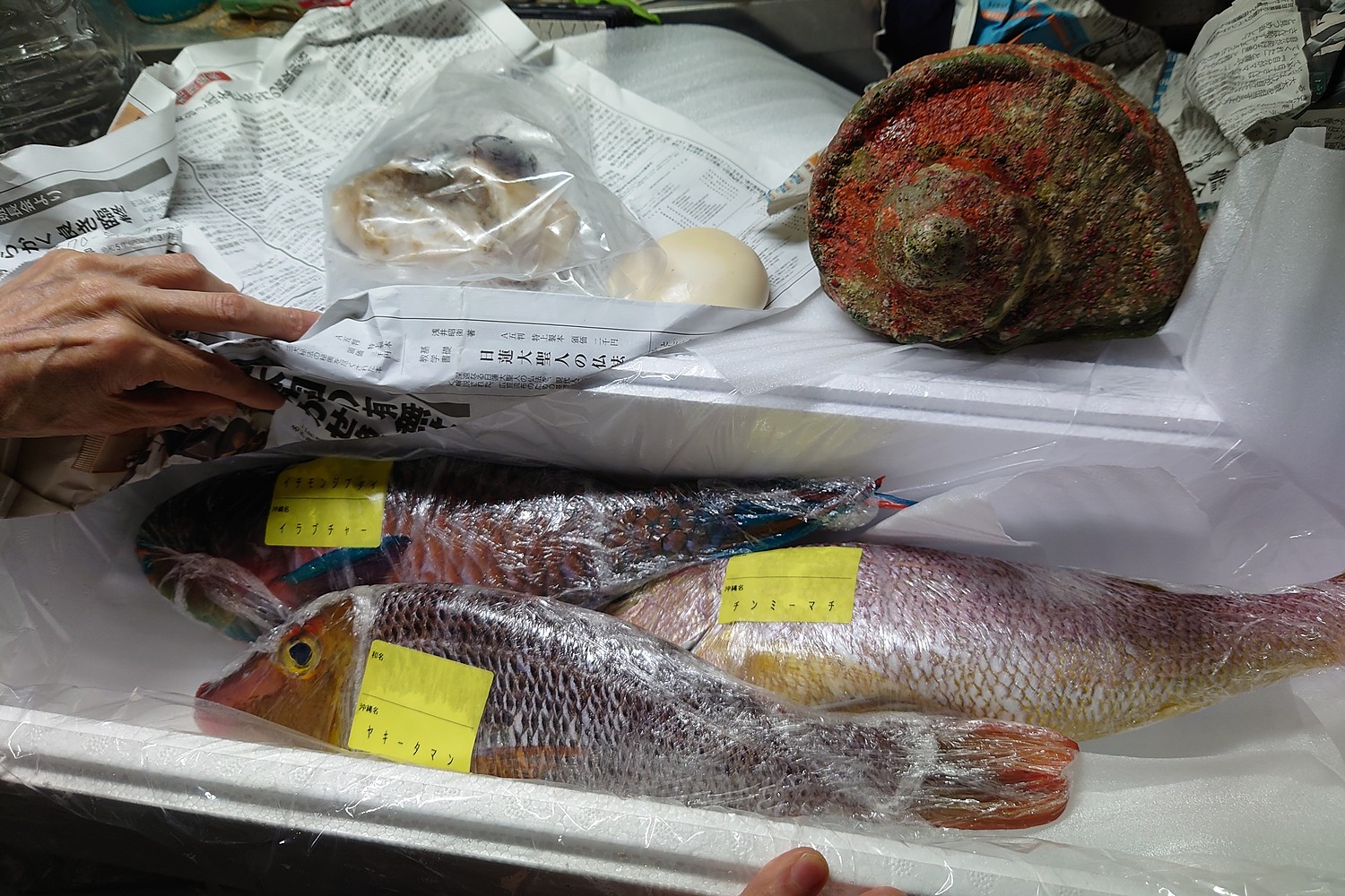 楽天市場】【送料無料】 おまかせ沖縄鮮魚セット3kg（2〜3種類）(沖縄
