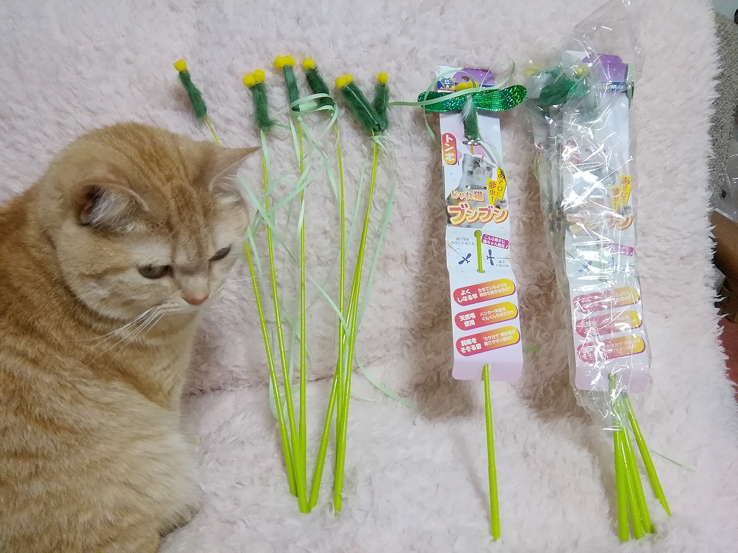 楽天市場】猫じゃらし キャティーマン じゃれ猫 ブンブン トンボ 猫 猫用おもちゃ ドギーマン×2本 関東当日便(charm 楽天市場店) |  みんなのレビュー・口コミ