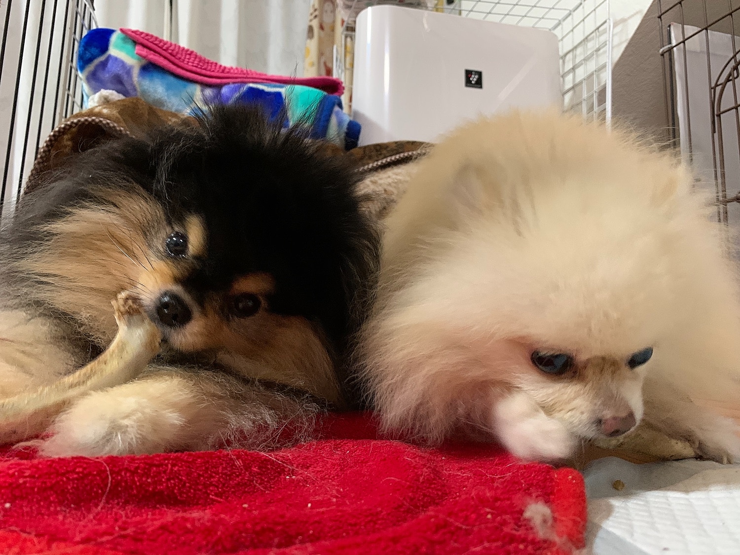 楽天市場 5 クーポン期間限定 犬 おやつ 無添加 国産 豚あばらボーン 100g アレルギー 歯石除去 歯磨き ハミガキ 口臭 低カロリー グレインフリー 硬い 骨 スペアリブ ガム ドッグフード 小型犬 中型犬 大型犬 サリダリ 送料無料 お買い物マラソン 犬の幸せ サリーと