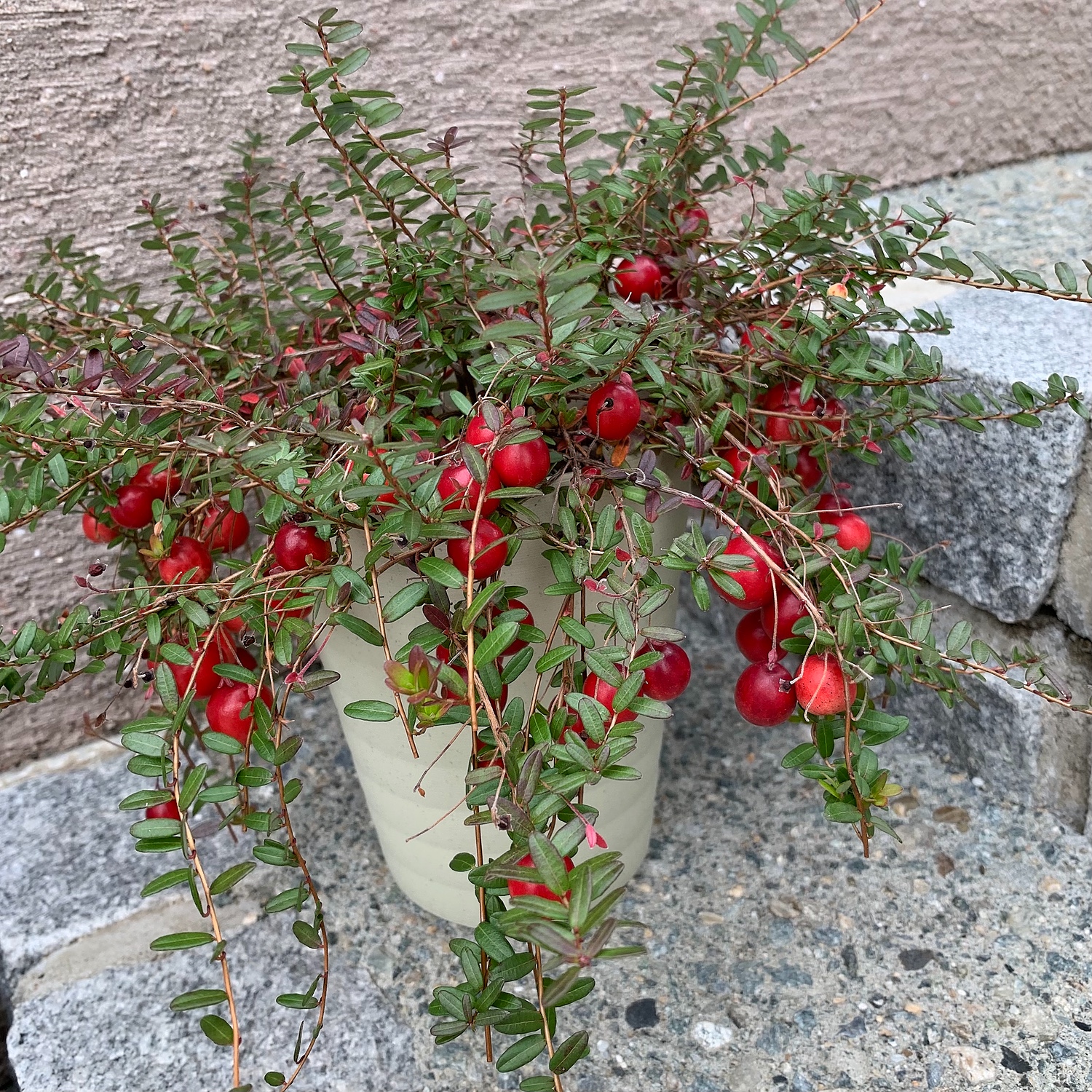 楽天市場 予約品 お届けは9 9 実がた くさん付いた 名人のクランベリー 今月の植物 E 花屋さん 未購入を含む みんなのレビュー 口コミ