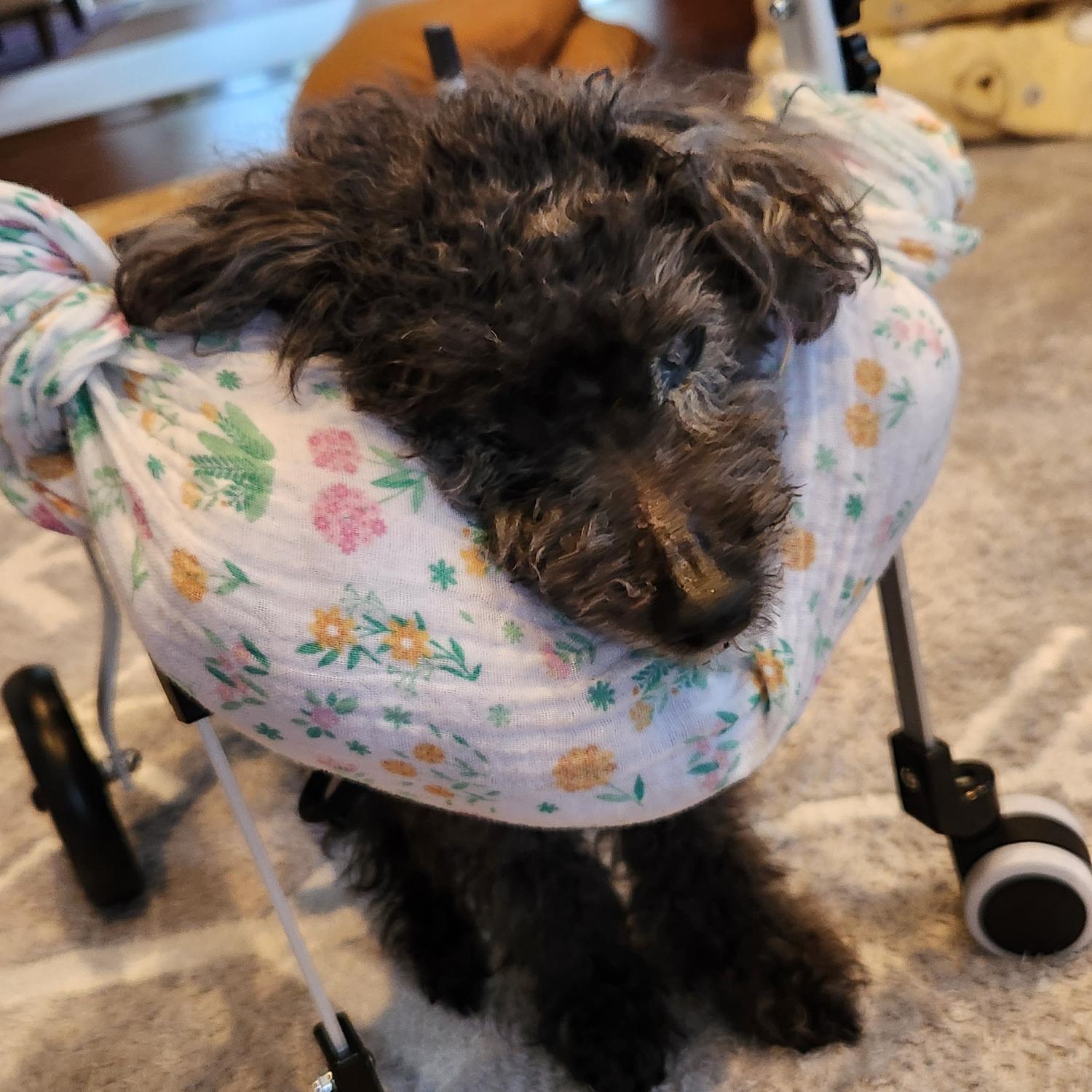 楽天市場】犬用車椅子 四輪 軽量 【ランキング1位】安定設計 歩行補助