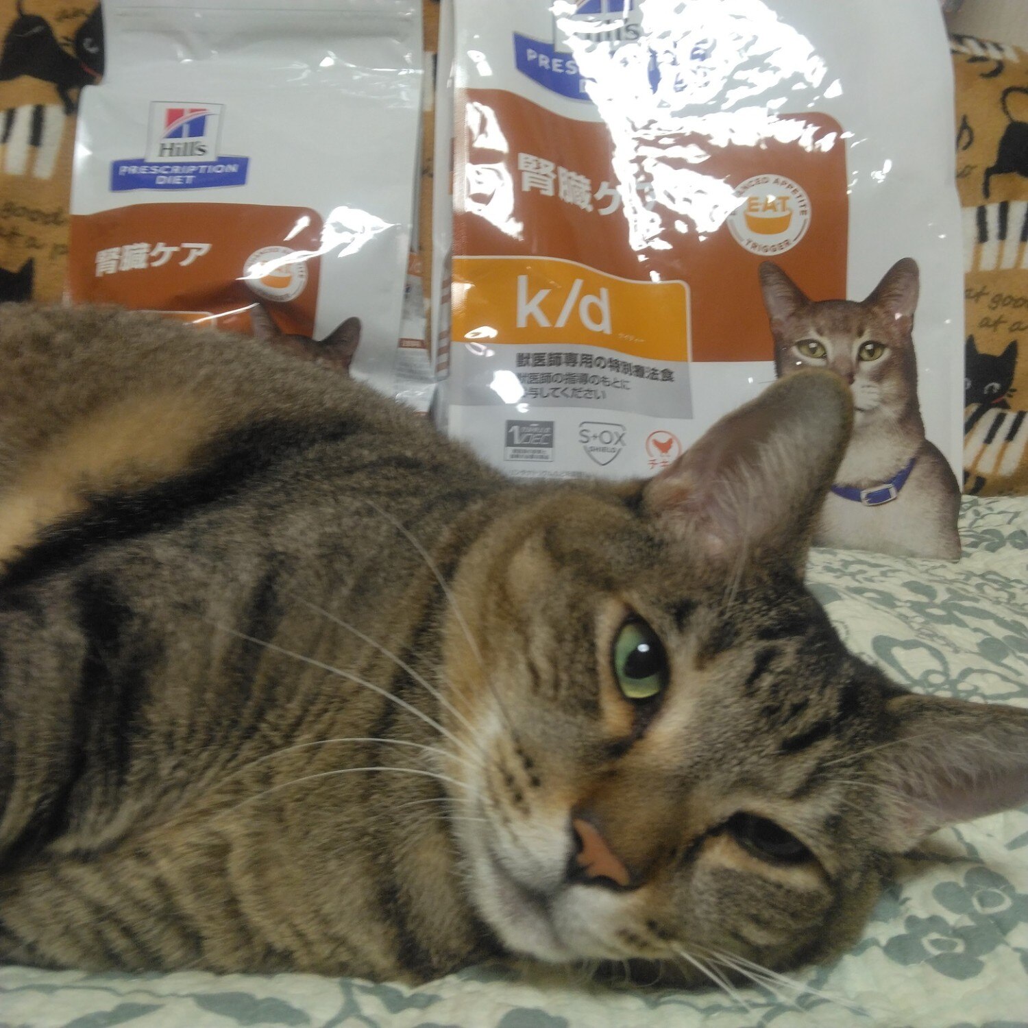 楽天市場】ヒルズ 猫用 腎臓ケア【k/d】 チキン 4kg(松波動物