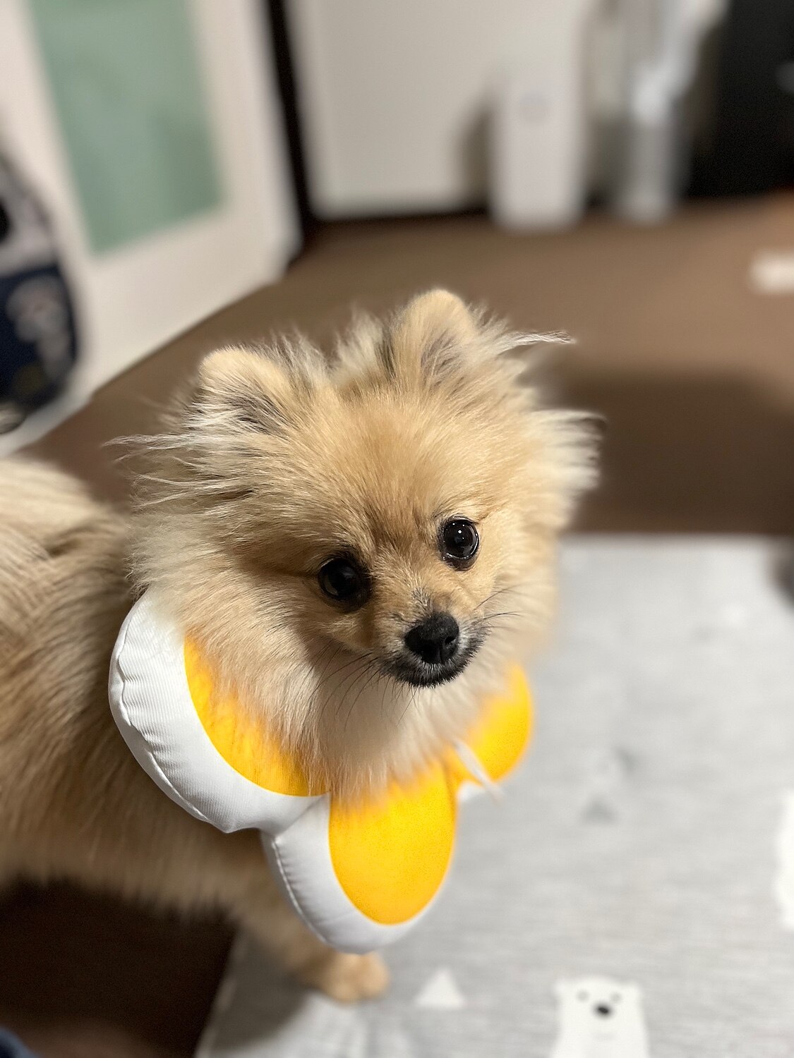 楽天市場 ホワイティ Snowさんの 動画あり 送料無料 防水 エリザベスカラー 犬 猫 ソフト 防水 人気 傷舐め防止 洗濯可能 去勢手術 傷舐め防止 ペット猫 犬 花 花型 軽量 介護 調節可能 柔らかい 可愛い 軽量 通気性 傷口保護 ストレス 爪切り 黄色 ピンク ブルー