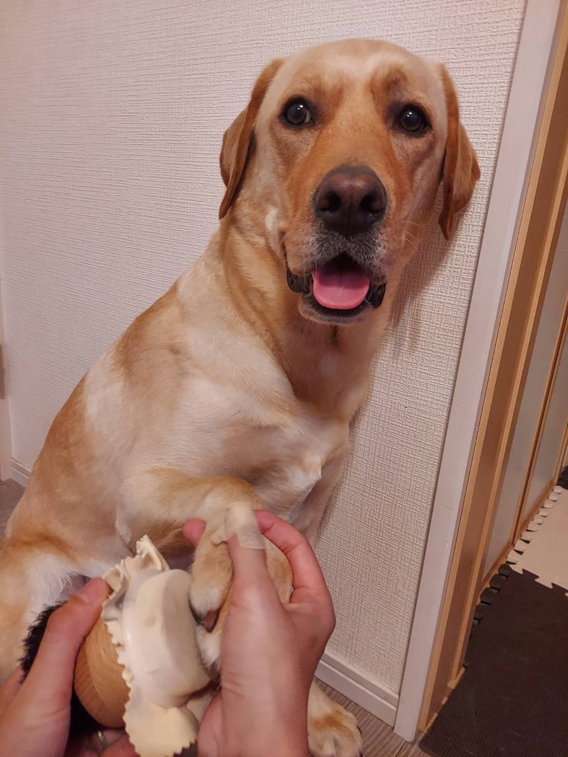 楽天市場 肉球ケアブラシ 肉球ナイスだワン お散歩あとの足裏ケアどうしてますか 犬の健康は肉球から 足裏トラブル 指間炎 馬毛ブラシ セーム革 鹿革 のマッサージクロス 実用新案登録商品 室内犬の足裏清掃グッズ こだわりの日本製 Tailhouse テイルハウス