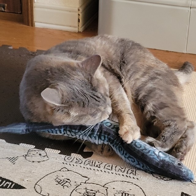 楽天市場 猫 おもちゃ 魚 雑貨 ネコ グッズ 猫のおもちゃ キッカー またたび 人形 抱き枕 ぬいぐるみ ペット用品 インスタ映え 秋刀魚 柔らかい 猫おもちゃ 可愛い 安い 人気 リアル お魚 雑貨 猫雑貨 猫用品 ペット用 猫用おもちゃ 8k72 Zakzak 楽天市場店 みんなの