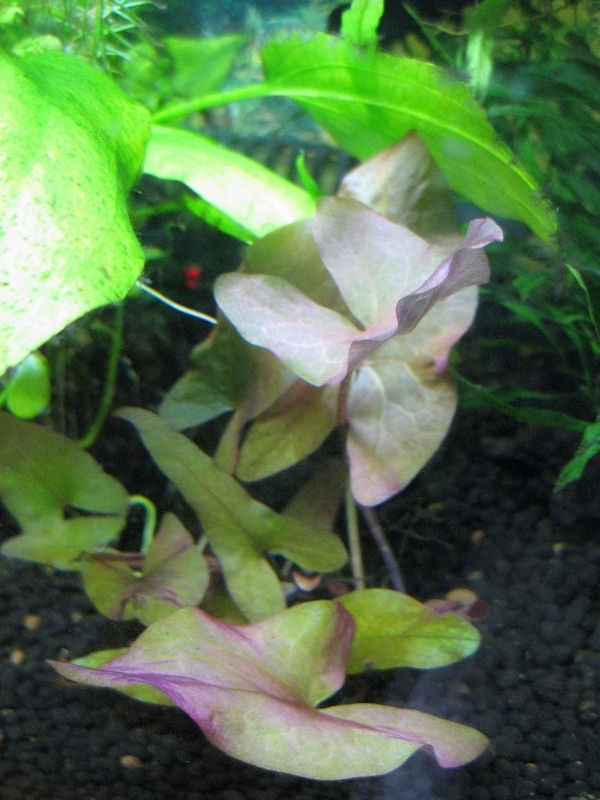 楽天市場 水草 新芽あり タイニムファ 球根 無農薬 3個 北海道航空便要保温 Charm 楽天市場店 みんなのレビュー 口コミ