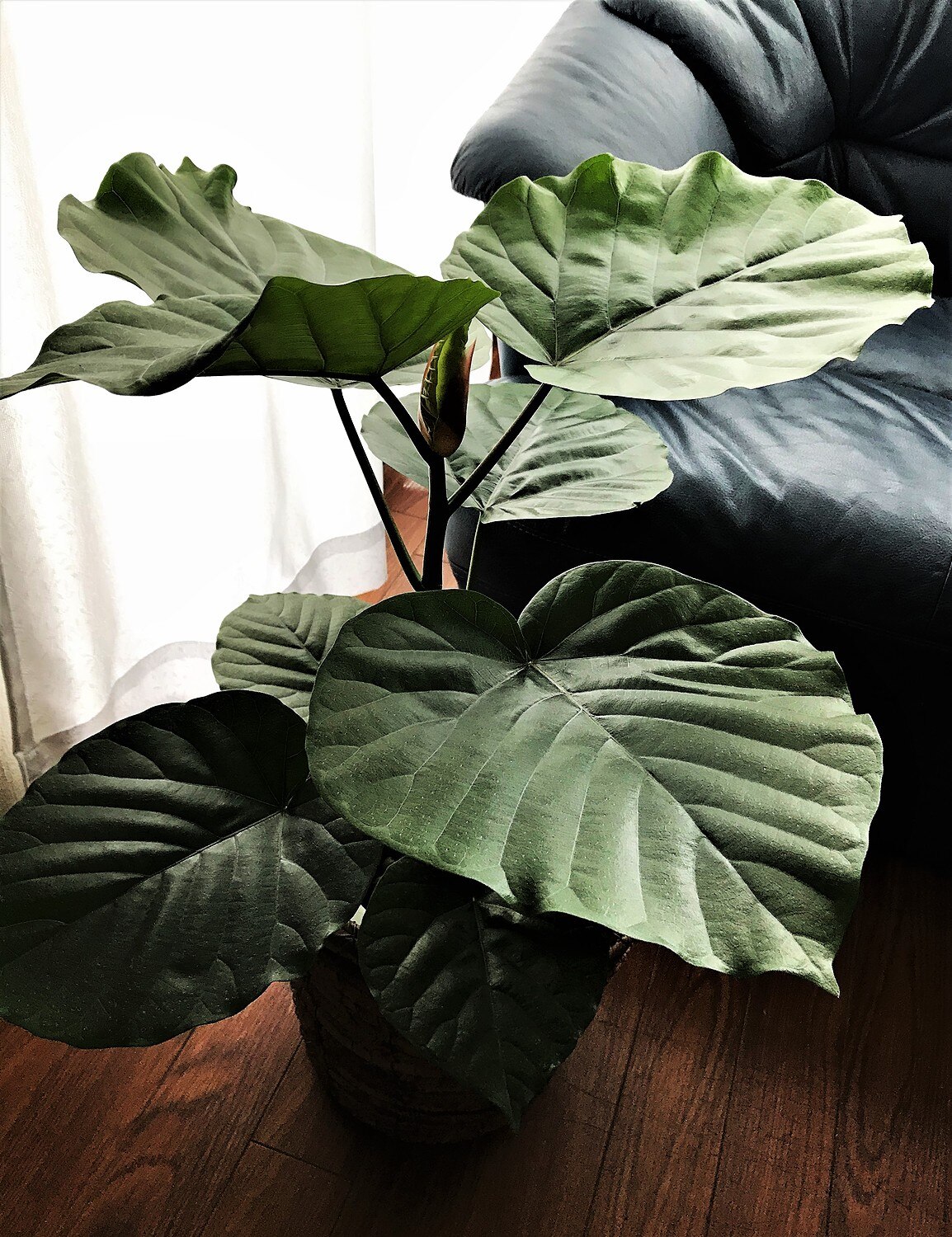 楽天市場 予約販売 3 15より順次発送 フィカス ウンベラータ6号鉢 高さ約65cm 開店祝い 新築祝い 誕生日プレゼント 引越し祝い インテリア アジアン モダン スクエア おしゃれな植木鉢 送料無料 Smtb Ms 観葉植物の生産直販 幸せの花急便 みんなのレビュー