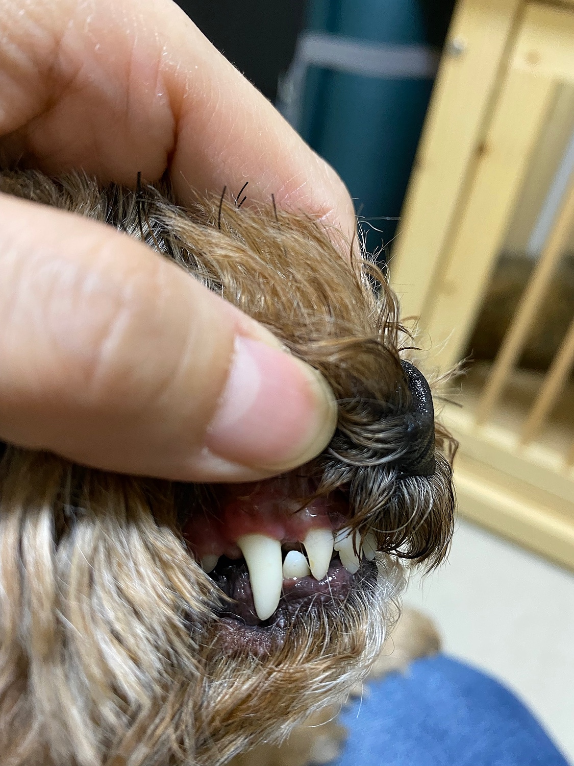 楽天市場 犬猫 歯磨き 歯石とり 歯垢 対策をサポート Dr Yujiro パーフェクトセット 約3カ月分 5000頭以上の犬の歯石除去 歯石取り を行ってきた獣医師が開発 わんこの歯医者さん 通販事業部 画像 動画あり みんなのレビュー 口コミ