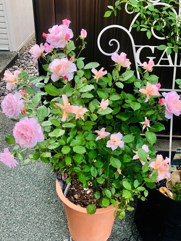 楽天市場】【大苗】バラ苗 うののさらら 国産苗 6号鉢植え品［農林水産