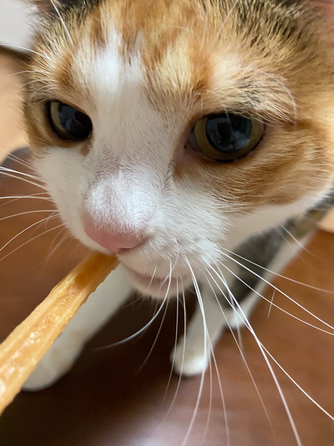 楽天市場 猫 無添加 おやつ ガム 丹波なた豆茶ねこのための歯磨きガム ネコポス便送料無料 丹波なた豆茶のお店 こやま園 みんなのレビュー 口コミ