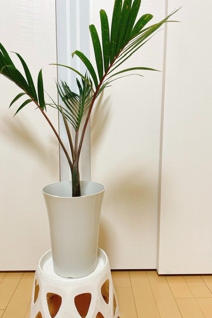 【現品】トックリヤシ/トックリ椰子　7号　白鉢　（2） 楽天市場】【25日はP5倍】【マラソンクーポン有】【現品