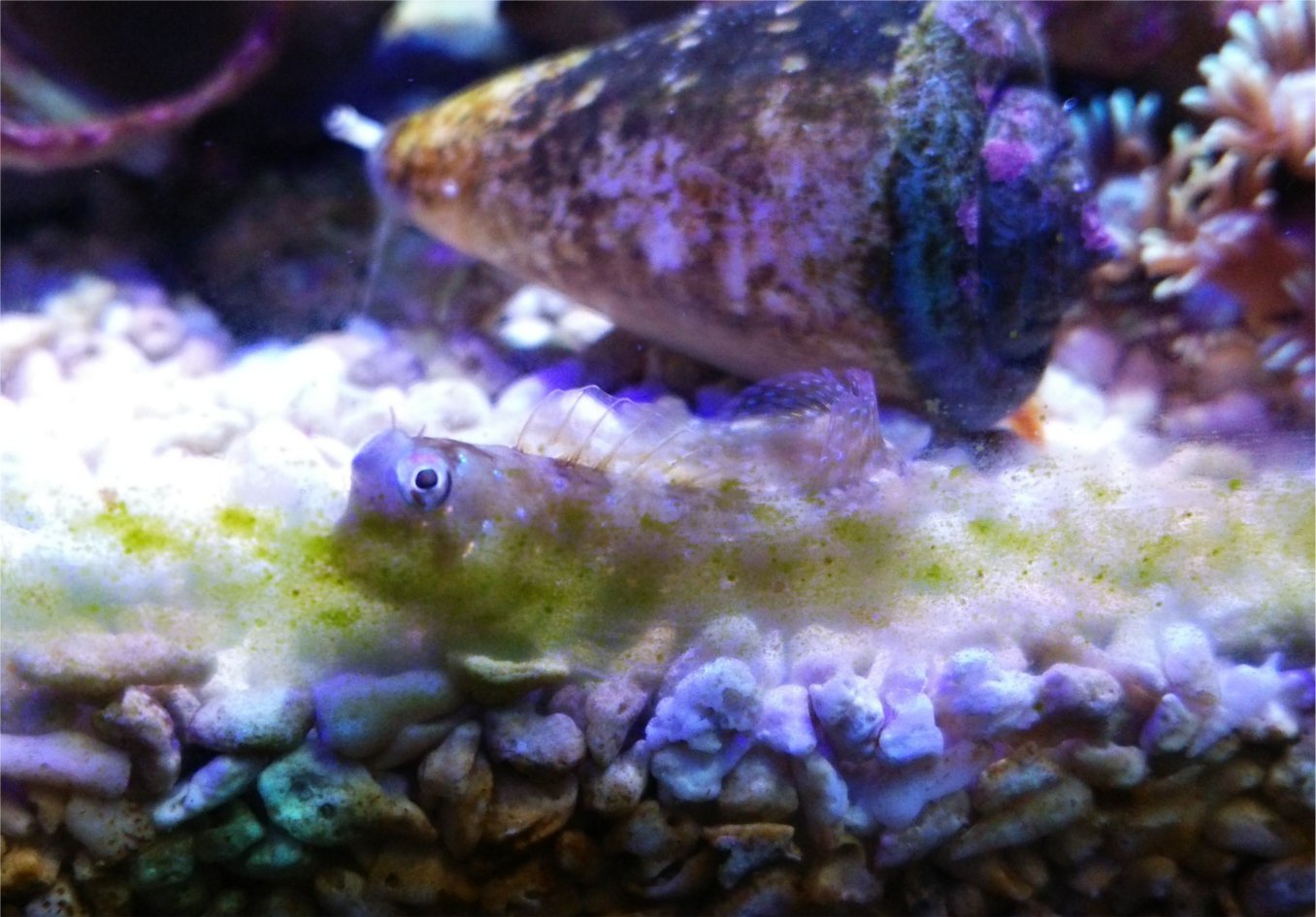 楽天市場】（海水魚）ロウソクギンポ（1匹） 北海道航空便要保温(charm 楽天市場店) | みんなのレビュー・口コミ