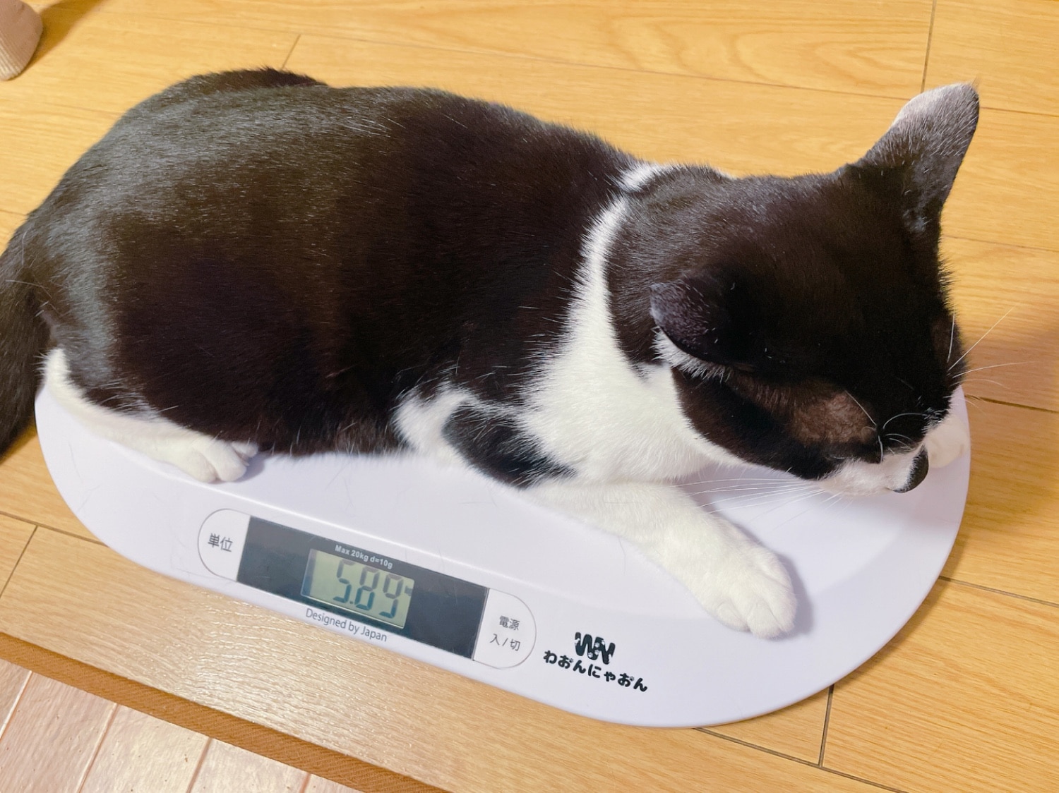 ＼雑誌掲載商品／ ペット体重計 わおんにゃおん 猫体重管理 レビュー画像12