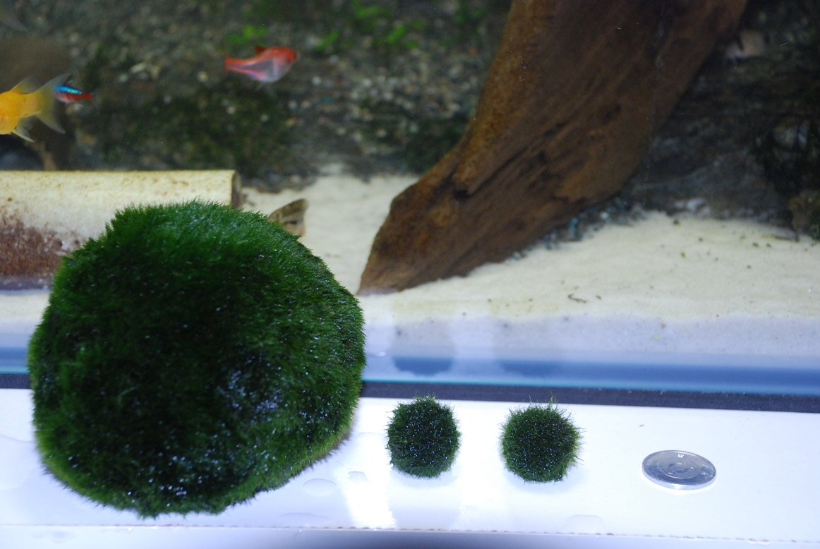 楽天市場 水草 マリモ Mサイズ 無農薬 2個 Charm 楽天市場店 みんなのレビュー 口コミ