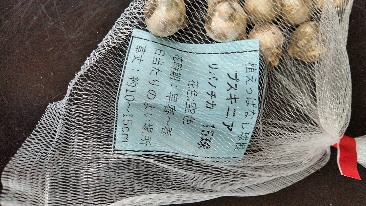 楽天市場 1000円ポッキリ送料無料 植えっぱなし 球根 プスキニア リバノチカ 15球セット お届け中 全国どこでも送料無料 小球根 Puschkinia Scilloides 秋植え球根 球根 プスキニア 花の球根 野放し ガーデニング 秋植え 鉢植え 22bu ハッピーガーデン みんなの