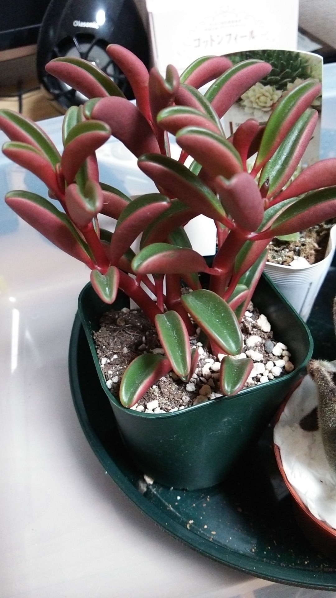 楽天市場】多肉植物 caペペロミア グラベオレンス 多肉植物 9cmポット