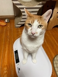 ＼雑誌掲載商品／ ペット体重計 わおんにゃおん 猫体重管理 レビュー画像18
