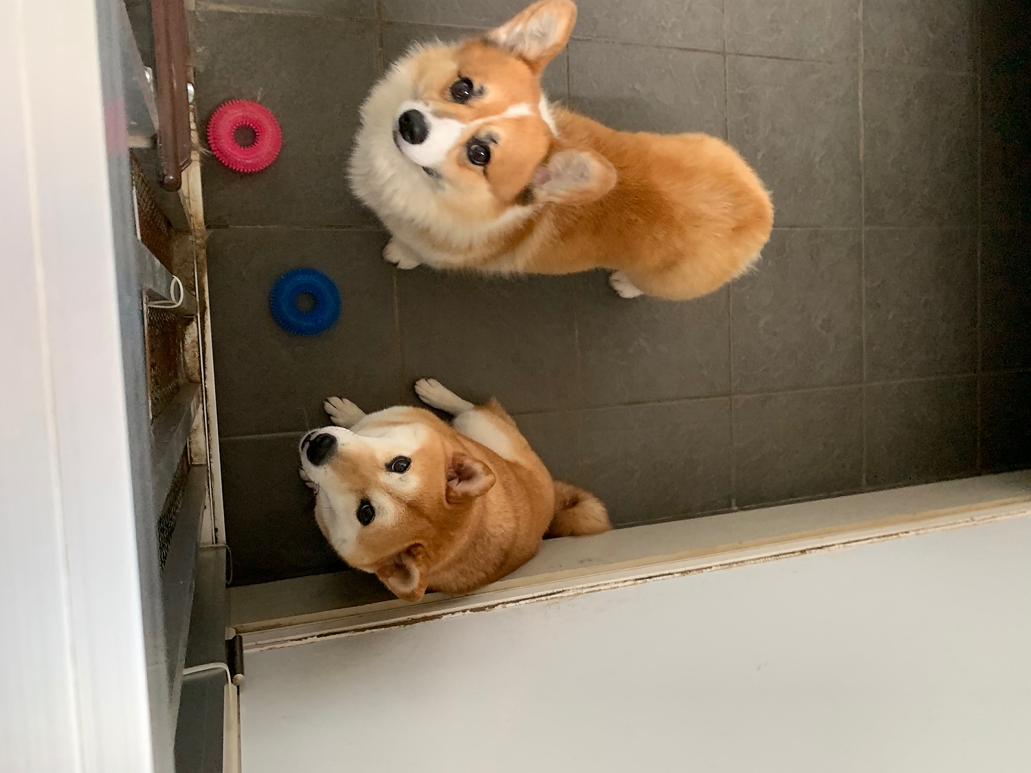 楽天市場 Inumeshi バリュー 15kg ブリーダーパック 成犬 高齢犬用 全犬種用 Inumeshi みんなのレビュー 口コミ
