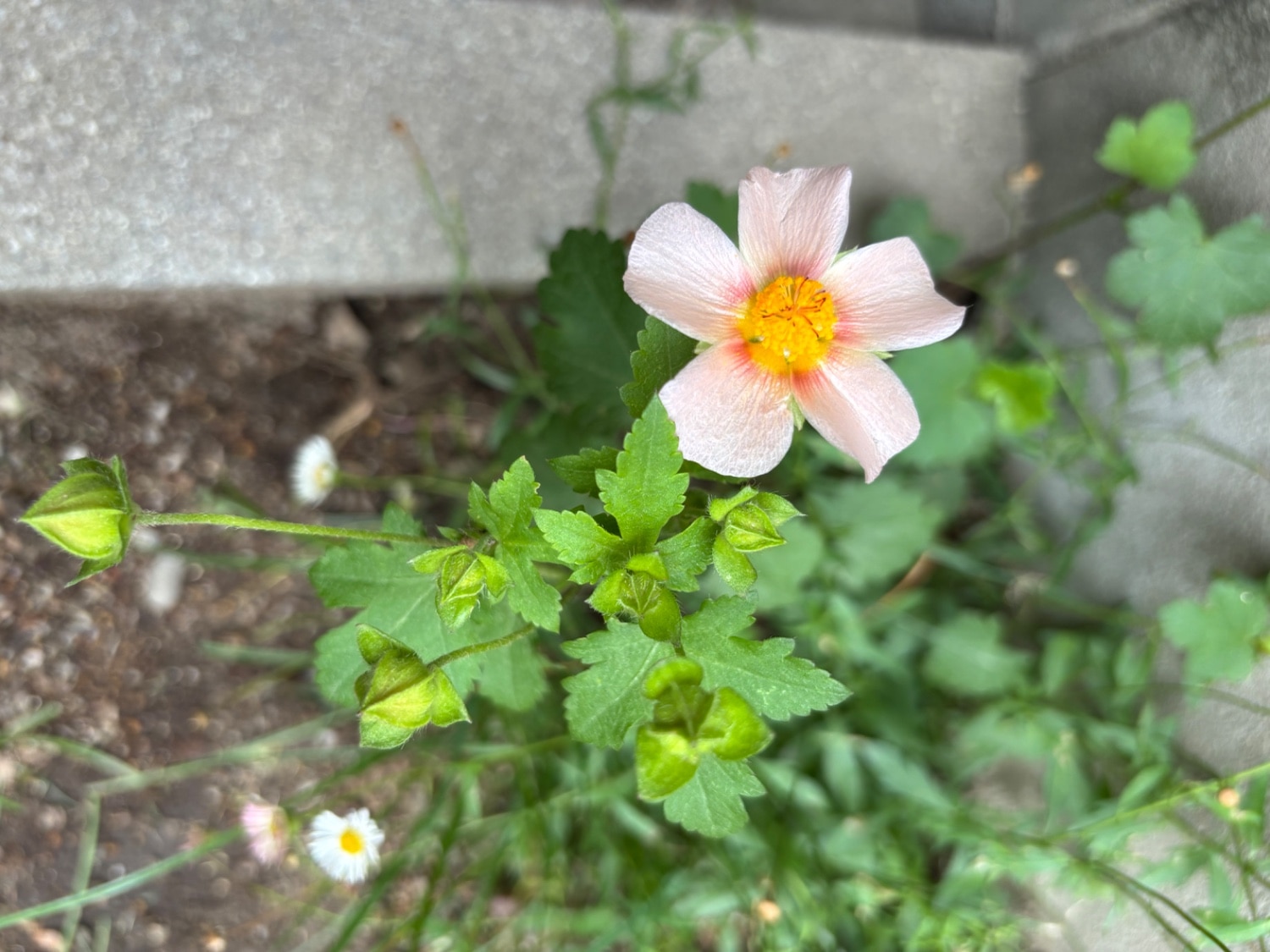 楽天市場】マルバストラム(おぎはら植物園) | みんなのレビュー·口コミ
