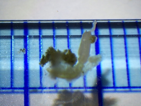 小さな生物6　深海生物　熊野灘　水深300mのホヤの仲間に付着