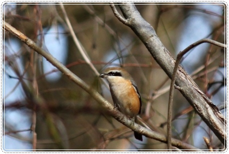 健民海浜公園-2 モズ 13.1.12