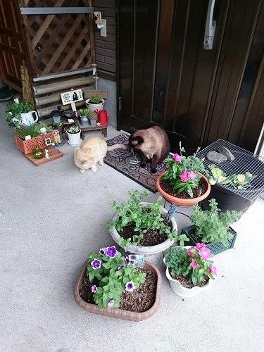 きらとヤス