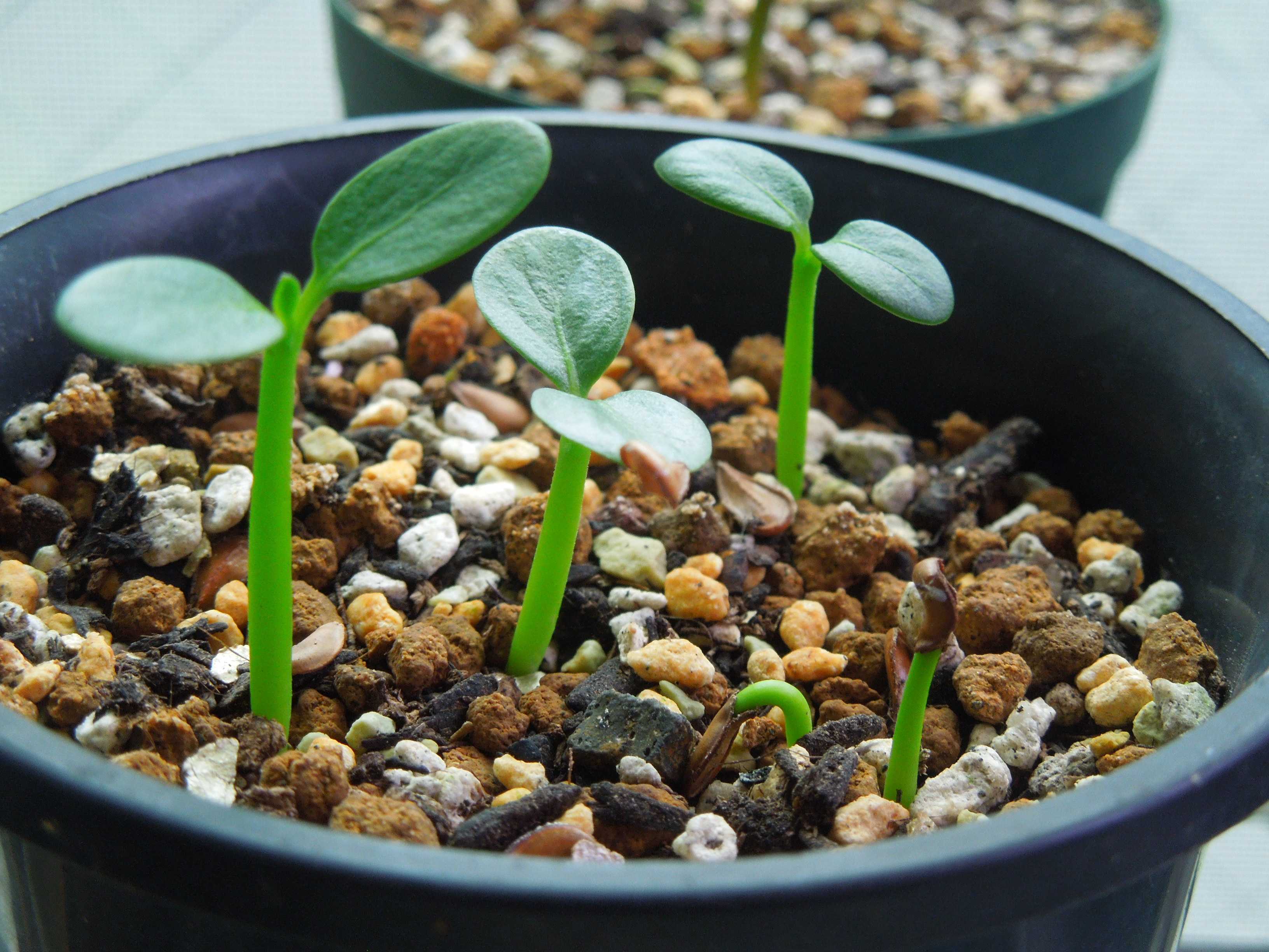 種子15粒】発芽率90% パキポディウム ウィンゾリー Pachypodium 