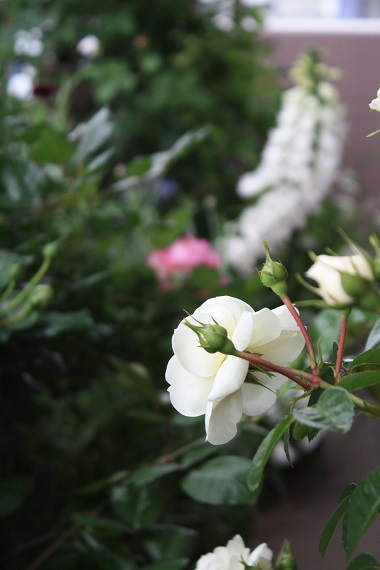 薔薇の日々 薔薇の咲く庭より 楽天ブログ