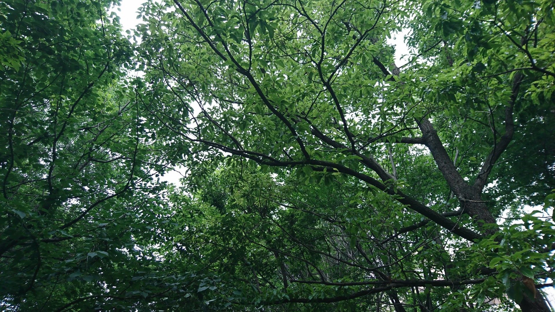 20200527赤羽自然観察公園オープン | しょう328533のブログ - 楽天ブログ