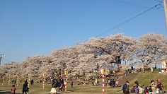 2014桜3.jpg
