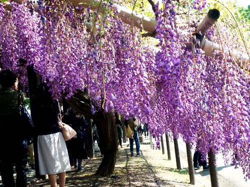 京都鳥羽の藤棚2.jpg