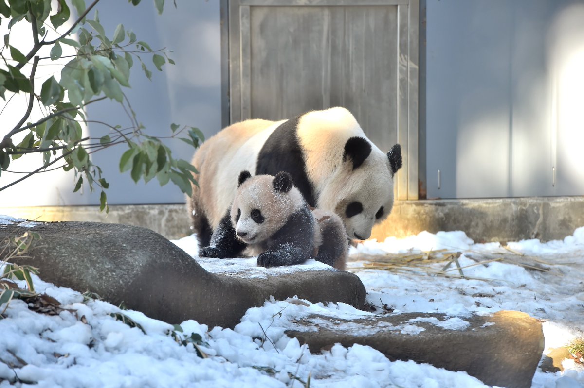 シャンシャン 膝カックンに成功 Inkyoのたわごと 楽天ブログ