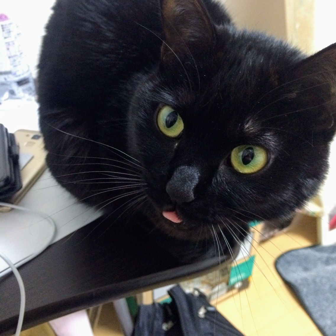 新着記事一覧 黒猫本舗 楽天ブログ