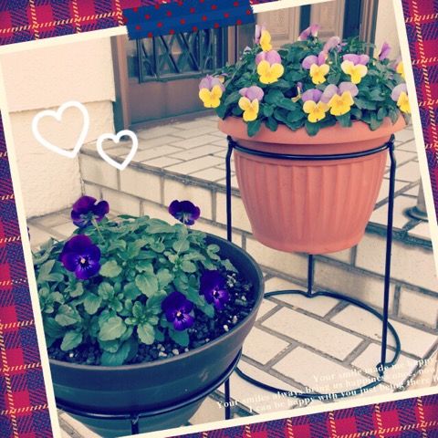 ペチュニア定植と本日のパンジー ビオラ 花いっぱい咲かせたい 楽天ブログ