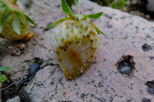 DSCF4769.jpg