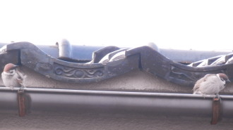 雀たち　4.17　2014