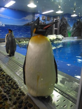 越前松島水族館