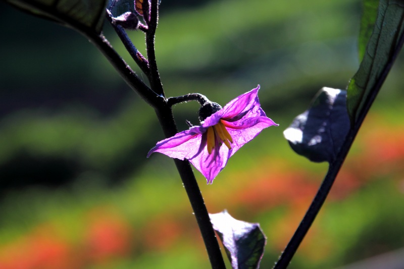 明日香の秋の花_11・茄子.jpg