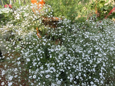 宿根カスミソウ