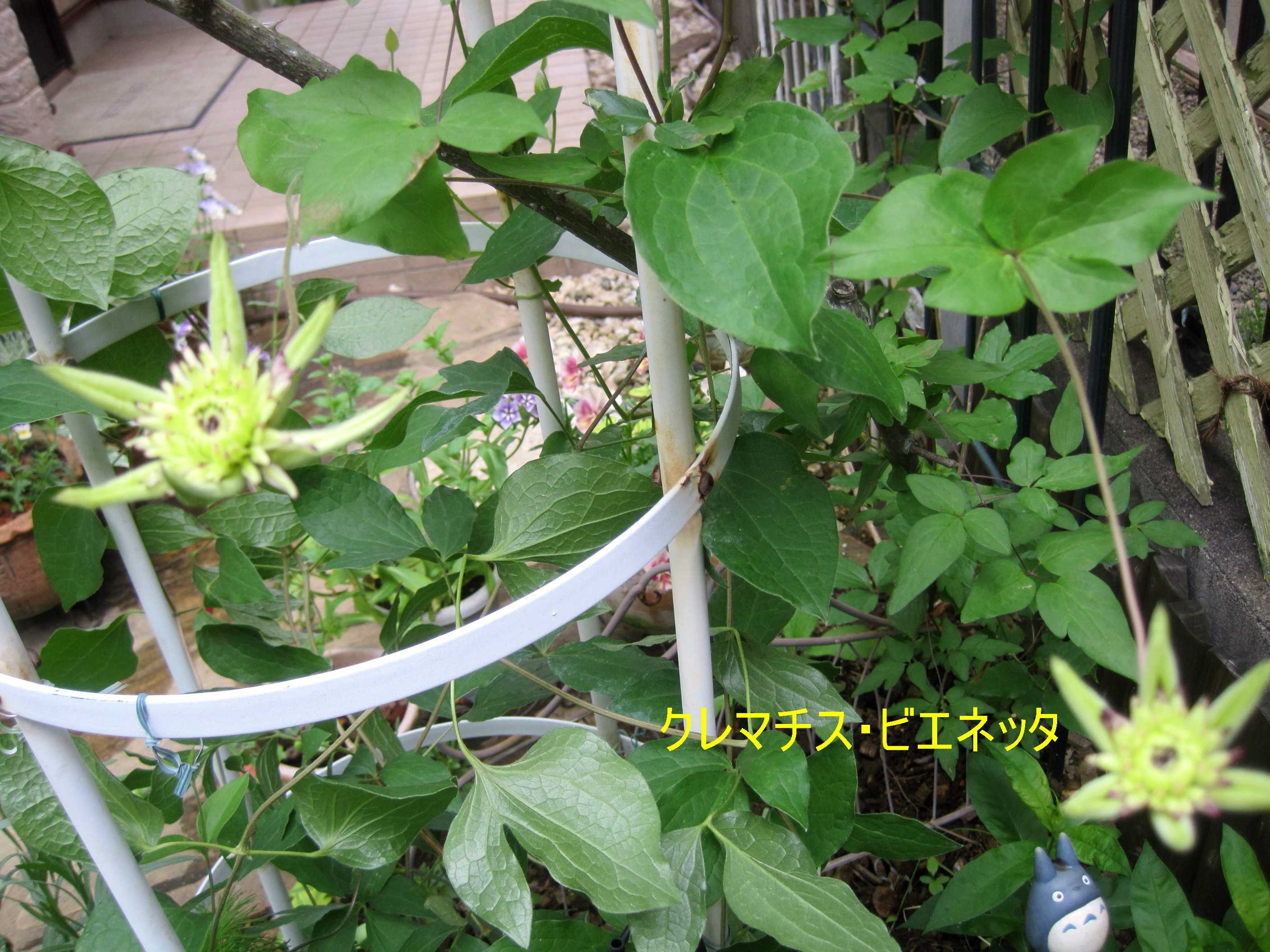 ガイラルディア ラズルダズルを植えこみ たねをまく日々 楽天ブログ