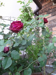DSC05016.jpg