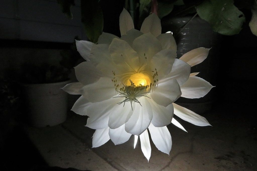 今年最後の月下美人が１１輪咲きました 大分金太郎の花鳥蝶月 楽天ブログ
