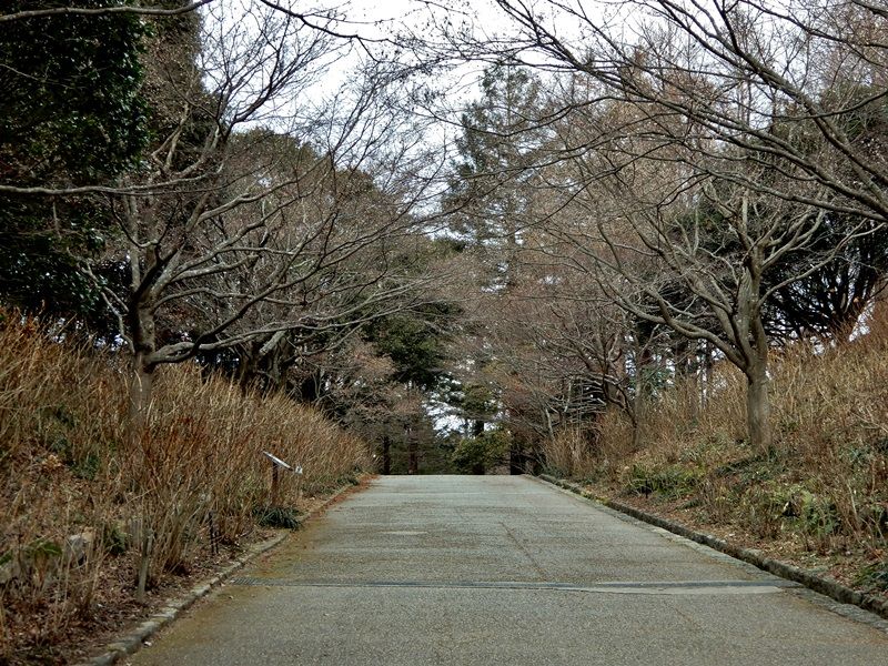 あじさい坂11