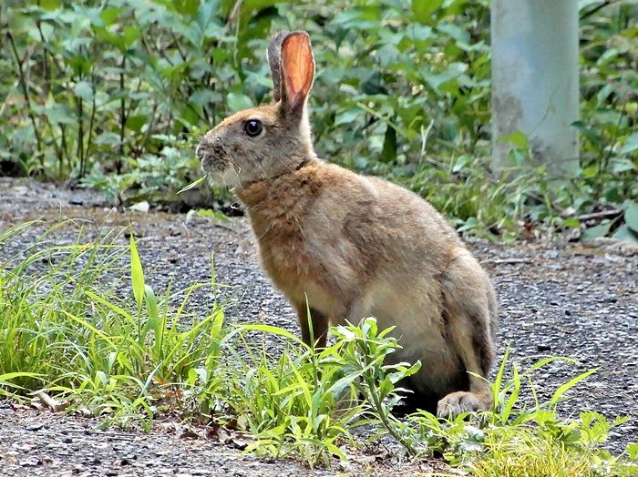 野うさぎ2