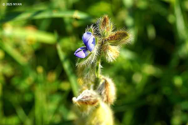 タヌキマメ（狸豆、マメ科）