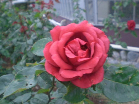 CIMG8640.JPG