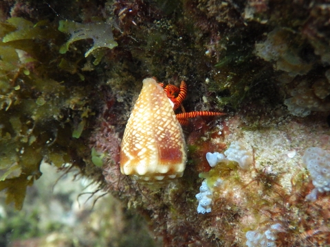 串本磯採集2016年7月下旬25　ベニワモンヤドカリ（Ciliopagurus strigatus）