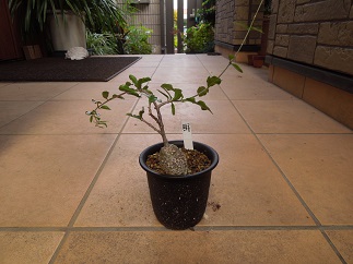 フォッケアエジュリス9-29-2