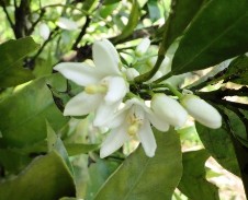 20130517みかんの花.jpg
